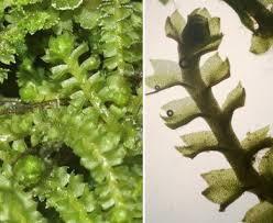 Attēlu rezultāti vaicājumam “Barbilophozia attenuata”