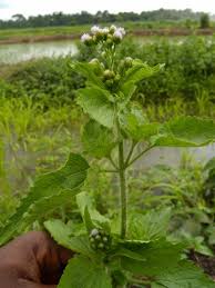 Image result for Ageratum conyzoides