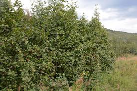 Attēlu rezultāti vaicājumam “Alnus”