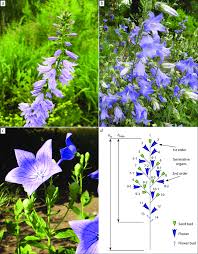 Attēlu rezultāti vaicājumam “Campanulaceae”