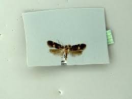 Attēlu rezultāti vaicājumam “Borkhausenia minutella”