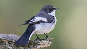 Attēlu rezultāti vaicājumam “Ficedula hypoleuca”