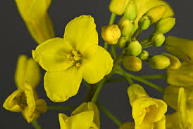 Attēlu rezultāti vaicājumam “Brassica napus”