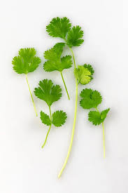 Image result for Koriander