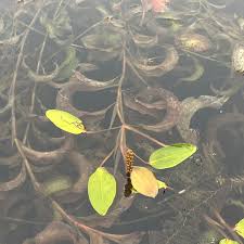 Attēlu rezultāti vaicājumam “Potamogeton praelongus leaf”