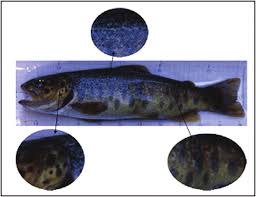 Image result for Salmo dentex