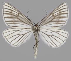 Attēlu rezultāti vaicājumam “Siona lineata”