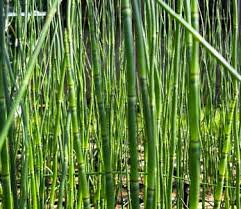 Attēlu rezultāti vaicājumam “Equisetum”