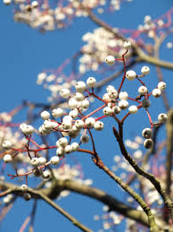 Attēlu rezultāti vaicājumam “Sorbus alnifolia”