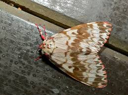 Attēlu rezultāti vaicājumam “Arctiidae”