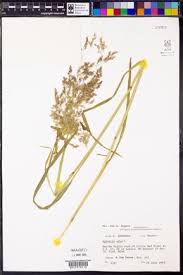 Attēlu rezultāti vaicājumam “Agrostis stolonifera subsp. straminea”