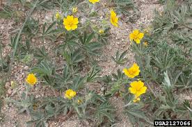 Attēlu rezultāti vaicājumam “Potentilla”