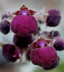 Image result for Calceolaria