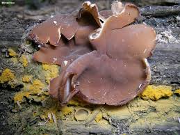 Attēlu rezultāti vaicājumam “Peziza repanda”