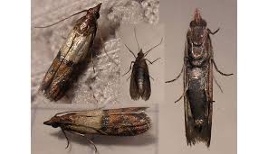 Attēlu rezultāti vaicājumam “Plodia interpunctella”