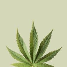 Attēlu rezultāti vaicājumam “Cannabis sativa leaf”