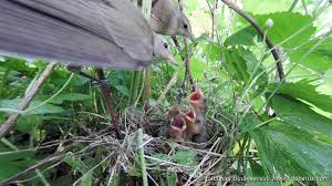 Attēlu rezultāti vaicājumam “Sylvia borin nest”