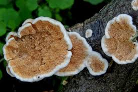 Attēlu rezultāti vaicājumam “Steccherinum ochraceum”