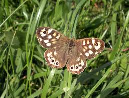 Attēlu rezultāti vaicājumam “Pararge aegeria”