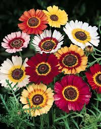 Image result for Chrysanthemum ptarmiciflorum