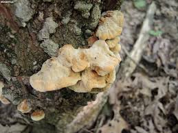 Attēlu rezultāti vaicājumam “Inonotus radiatus”