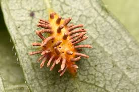 Attēlu rezultāti vaicājumam “Gymnosporangium sp.”