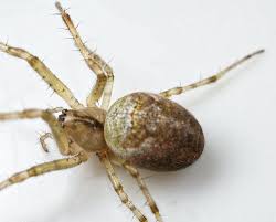 Attēlu rezultāti vaicājumam “Tetragnathidae”