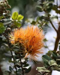 Attēlu rezultāti vaicājumam “Tubiferaceae”