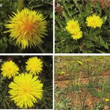 Attēlu rezultāti vaicājumam “Taraxacum officinale aggr. flower”