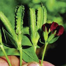 Image result for Lotus tetragonolobus