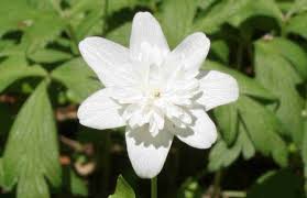 Attēlu rezultāti vaicājumam “Anemone nemorosa flower”