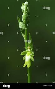 Attēlu rezultāti vaicājumam “Dactylorhiza ochroleuca bud”