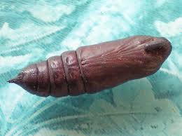 Attēlu rezultāti vaicājumam “Sphinx ligustri larva”