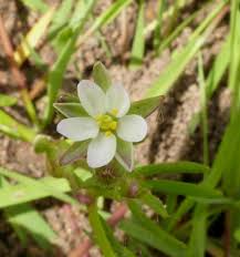 Attēlu rezultāti vaicājumam “Spergularia marina leaf”