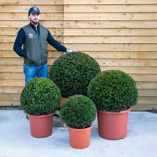 Attēlu rezultāti vaicājumam “Taxus baccata”