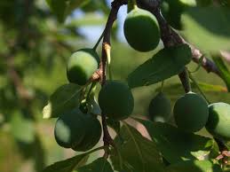 Attēlu rezultāti vaicājumam “Prunus spinosa fruit”