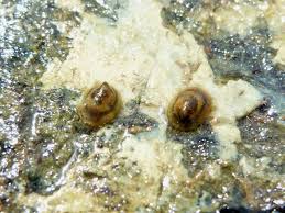 Attēlu rezultāti vaicājumam “Planorbidae”