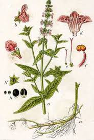 Attēlu rezultāti vaicājumam “Stachys palustris flower”