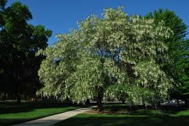 Attēlu rezultāti vaicājumam “Cladrastis kentukea”