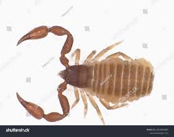 Attēlu rezultāti vaicājumam “Chelifer cancroides”