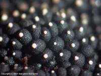 Attēlu rezultāti vaicājumam “Ruzenia spermoides”