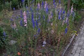 Image result for Consolida ajacis oder Consolida regalis