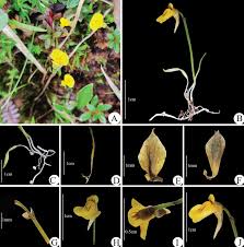 Attēlu rezultāti vaicājumam “Lentibulariaceae”