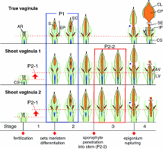 Attēlu rezultāti vaicājumam “Acaulon muticum sporophyte”