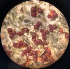 Attēlu rezultāti vaicājumam “Nectria sp., Neonectria sp.”