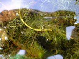 Attēlu rezultāti vaicājumam “Utricularia vulgaris leaf”