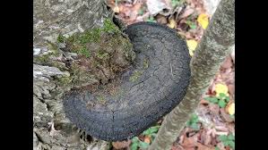 Attēlu rezultāti vaicājumam “Phellinus nigricans”