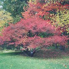 Attēlu rezultāti vaicājumam “Euonymus europaeus leaf”