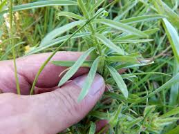Attēlu rezultāti vaicājumam “Linaria vulgaris leaf”