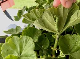 Attēlu rezultāti vaicājumam “Geranium bohemicum bud”